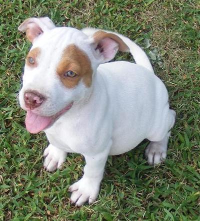 Male Red Nose Alll White body  2 Eye Patches ADBA  UKC SHIPPING INCLUDED